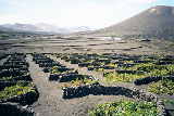 Weinanbau auf Lanzarote von AnTu